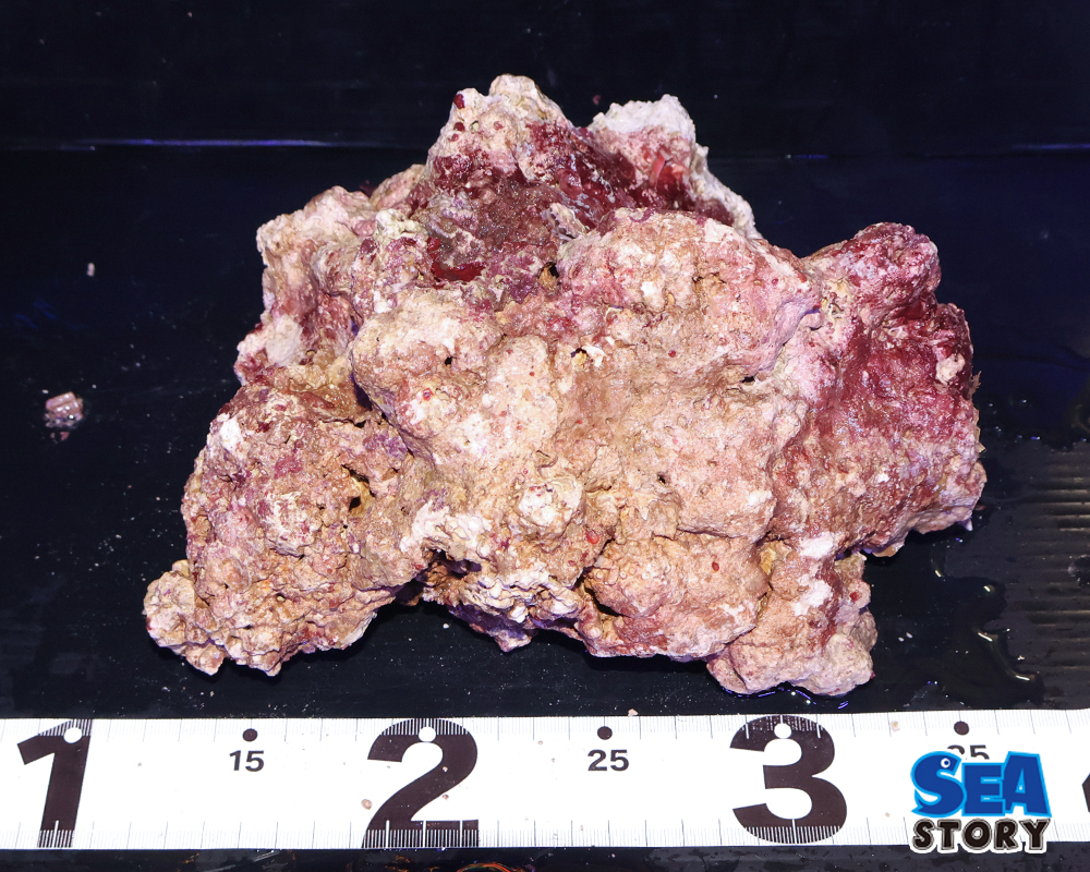 ライブロック通販 - 海水魚・珊瑚通販 SEA STORY（シーストーリー）