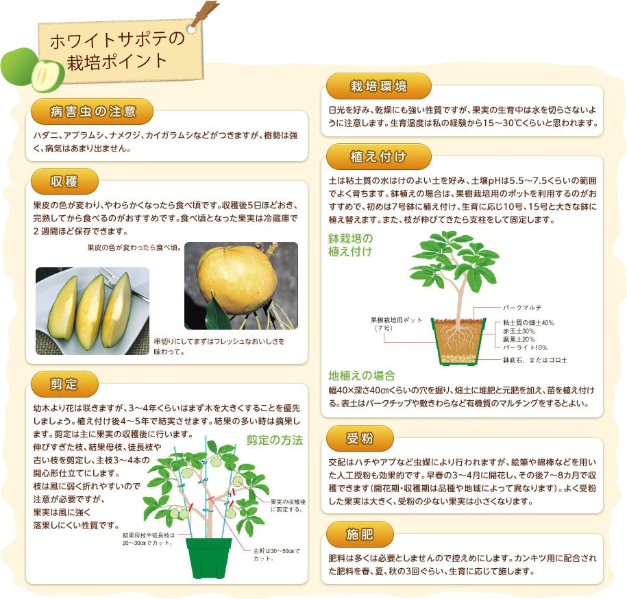 ホワイトサポテを育てよう | 種・苗・球根・ガーデニング用品・農業