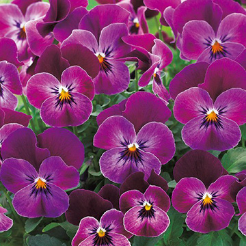 ビオラ・F1フローラルパワー ラズベリー| 種・苗・ガーデニング用品の