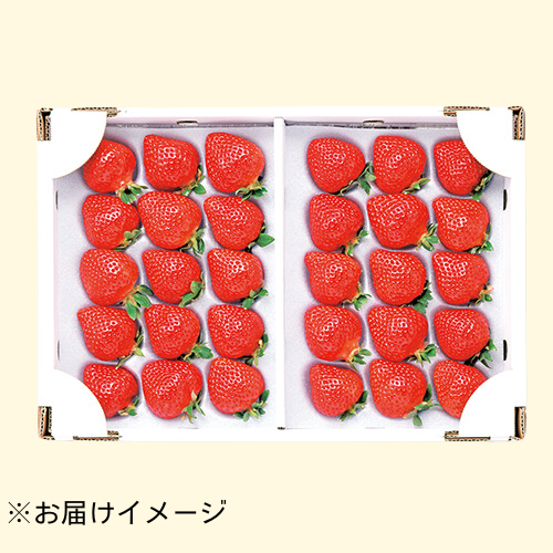 マルシェ 静岡県産 イチゴ きらぴ香 約800g| 種・苗・ガーデニング用品