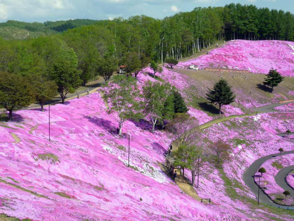 5月20日（火）のひがしもこと芝桜公園、今が見頃です!! - ひがしも