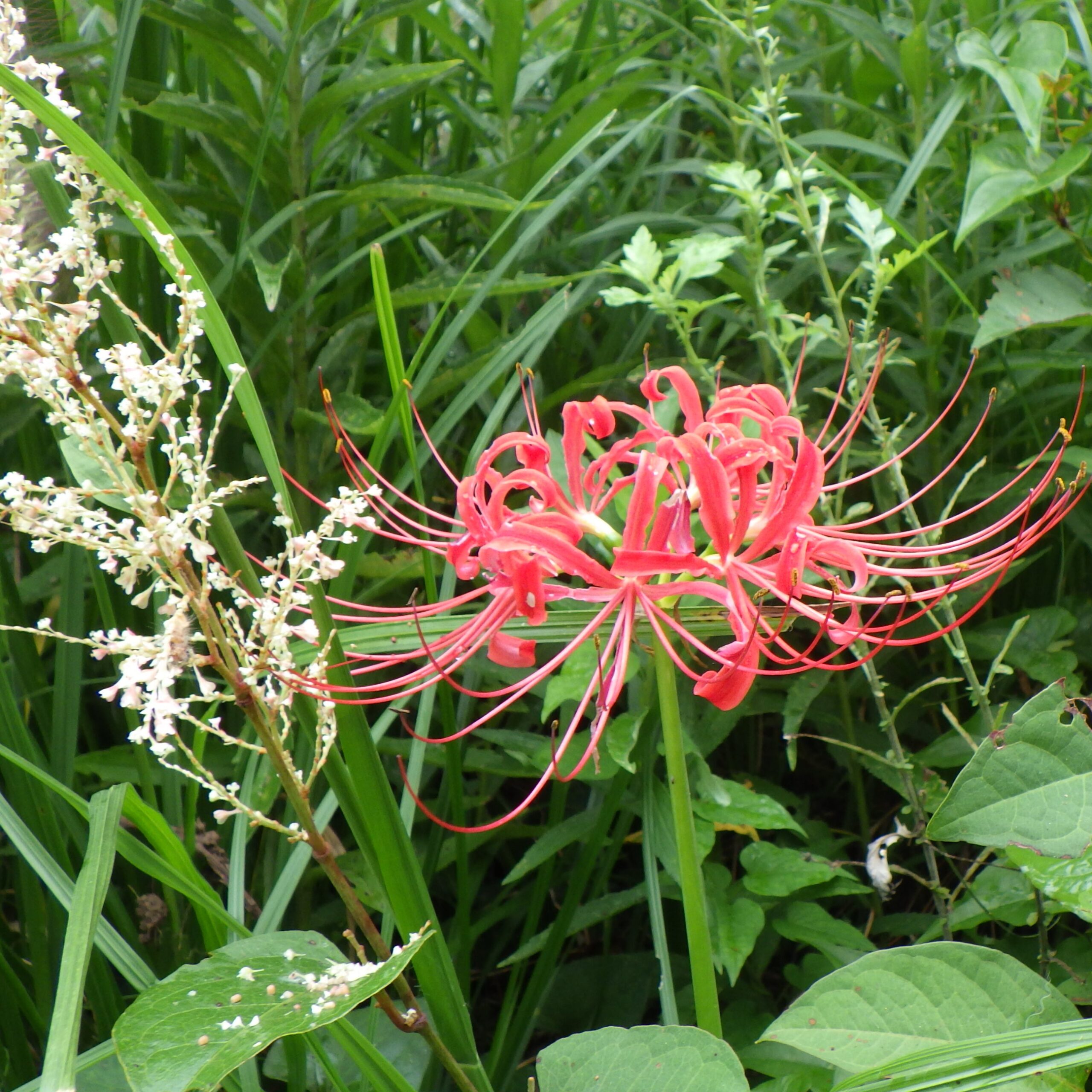 ヒガンバナ｜【公式】町田薬師池公園 四季彩の杜 西園（ウェルカムゲート）
