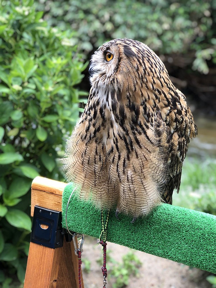 これなら簡単！ソーホースブラケットで持ち運びも楽なミミズクの止まり