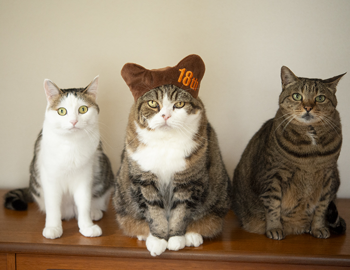 まるさん18才！ Maru is 18 years old! | 私信 まるです。