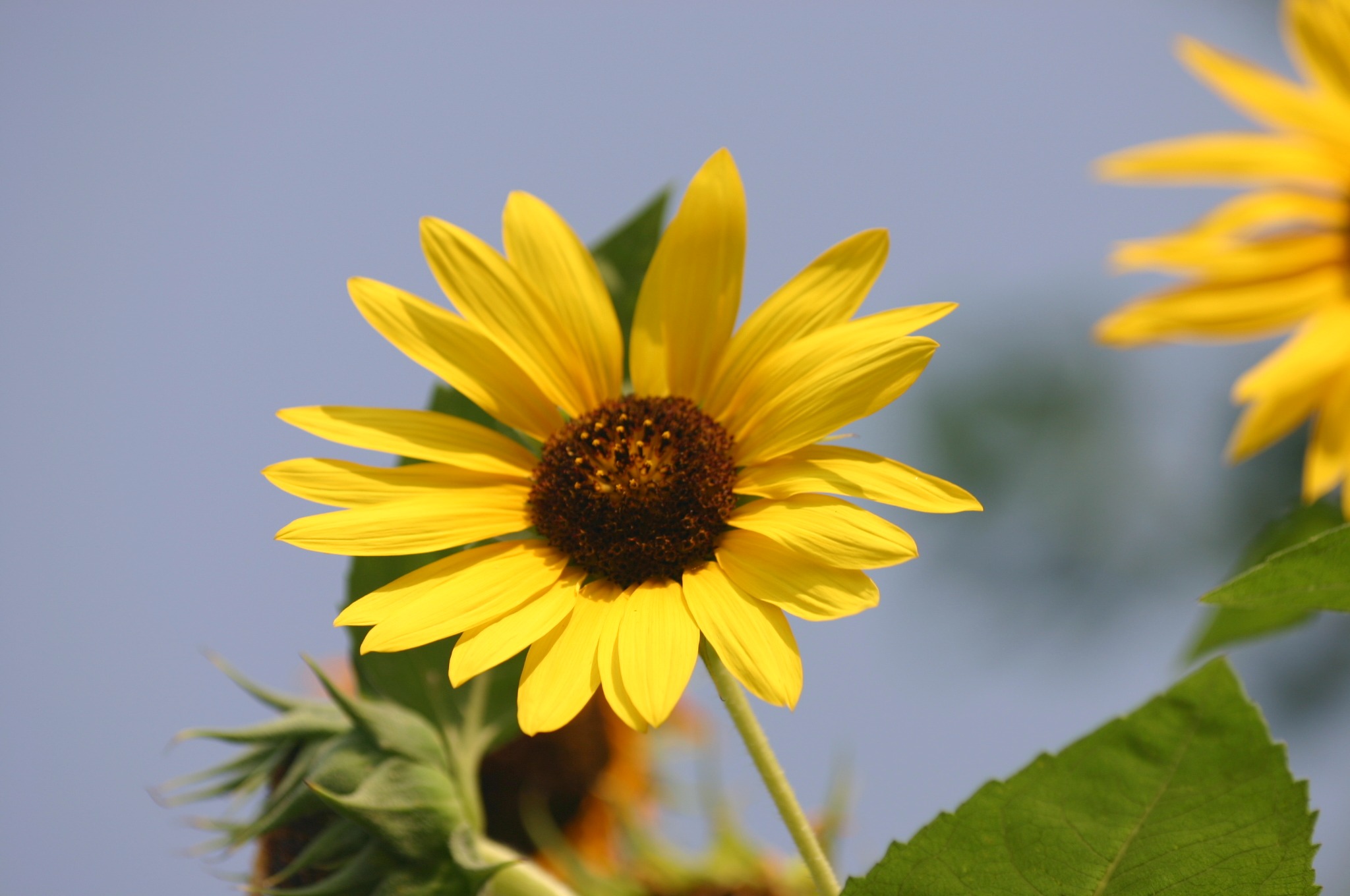 向日葵 - 2000ピクセル以上のフリー写真素材集