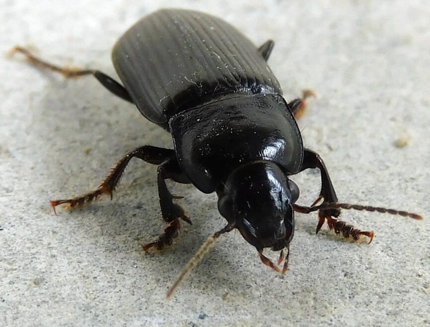 ゴミムシ（種名として）|スモールズー（生き物Web図鑑）