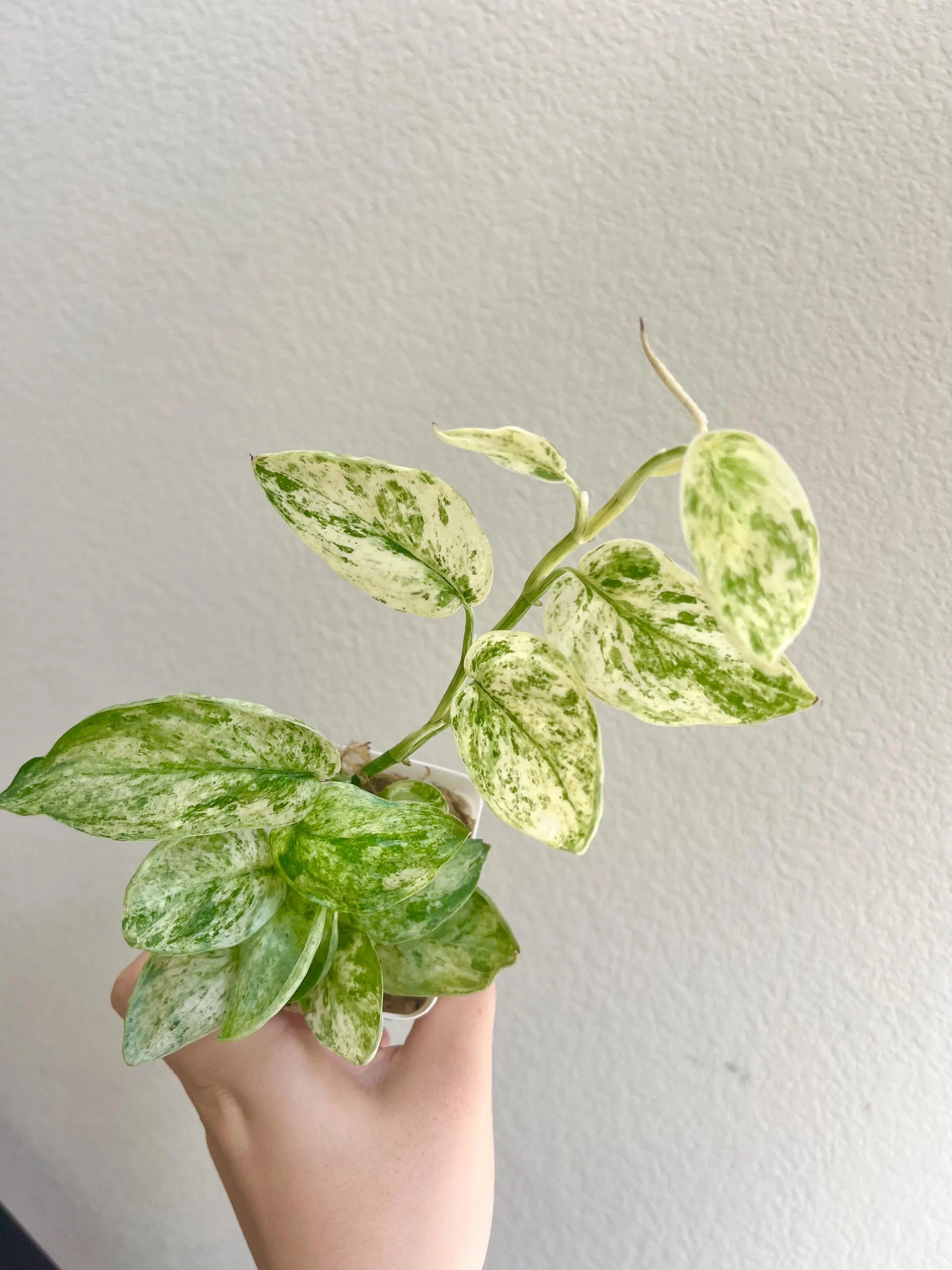 il_fullxfull_6385513768_3inw_j