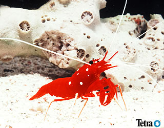 エビの仲間｜おさかな図鑑｜スペクトラム ブランズ ジャパン 株式会社