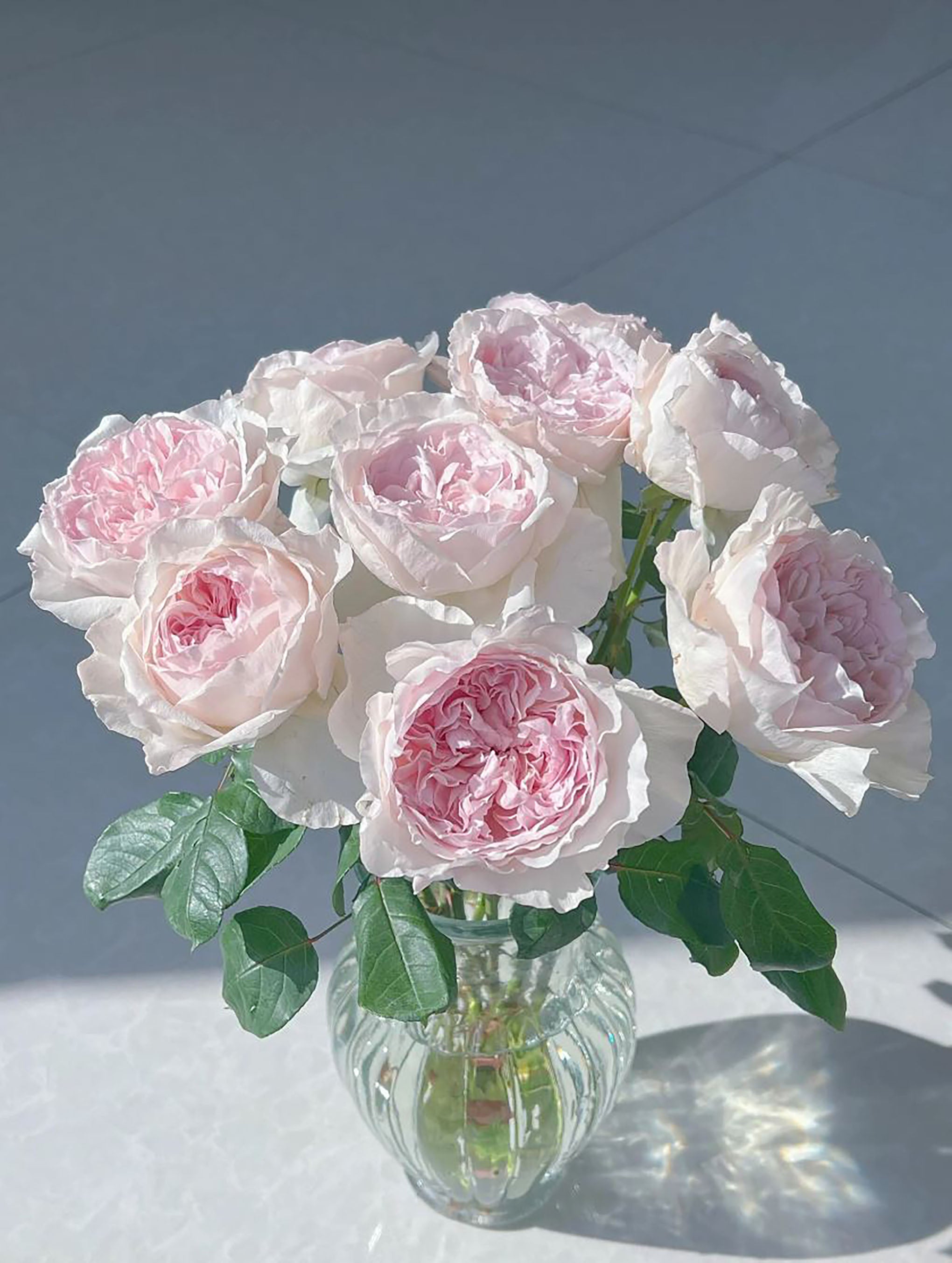 SPJ257，Les Fraises 草莓奶昔, Shrub Rose, Large, Upright, Heat