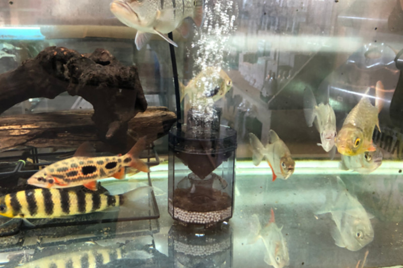 アクア工房 フィッシュレット【水槽のお掃除グッズ】｜商品器具