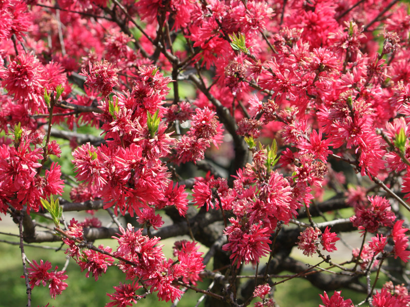 モモ | Prunus persica | かぎけん花図鑑