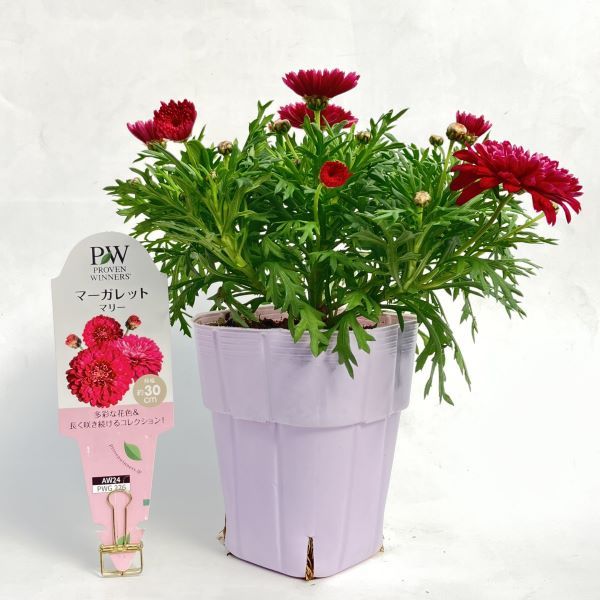 PW公式オンラインストア / 【鳥山さんのプレミアム苗】マーガレット マリー