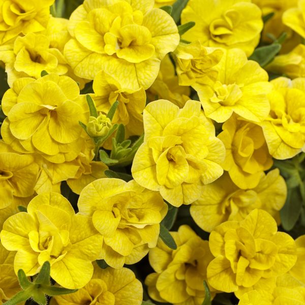 PW公式オンラインストア / スーパーベル(R) ダブルイエロー