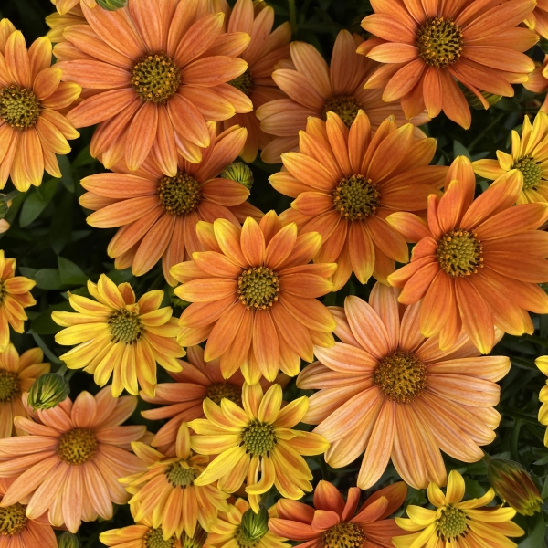 PW公式オンラインストア / オステオスペルマム キャンディフィールズ