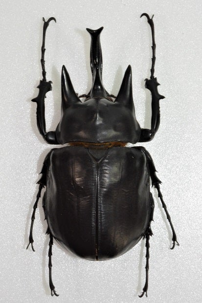レックスゾウカブト Megasoma rex | 昆虫漂流記