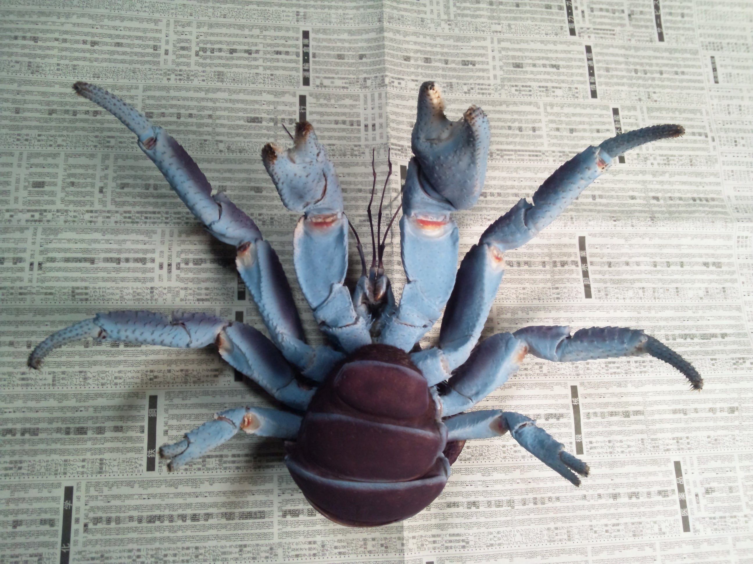 ヤシガニ剥製② | 魚道部！のブログ ～とある剥製師のひとり言～