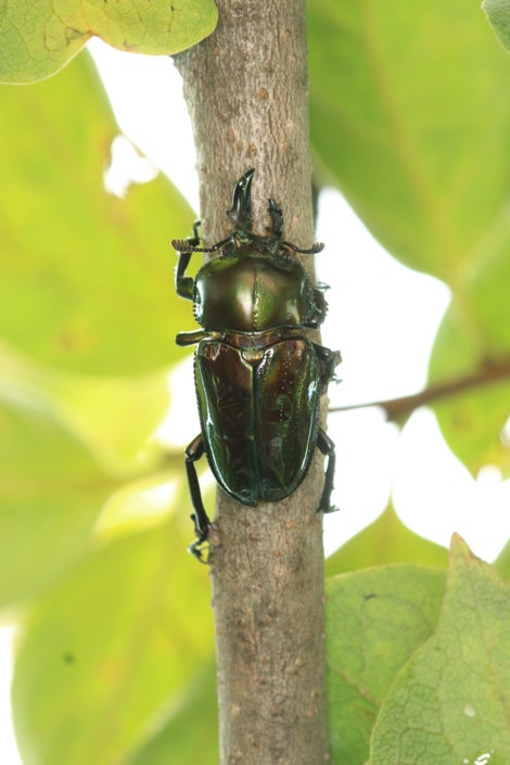 ニジイロクワガタ 雌雄モザイク | World beetle museum & Astro