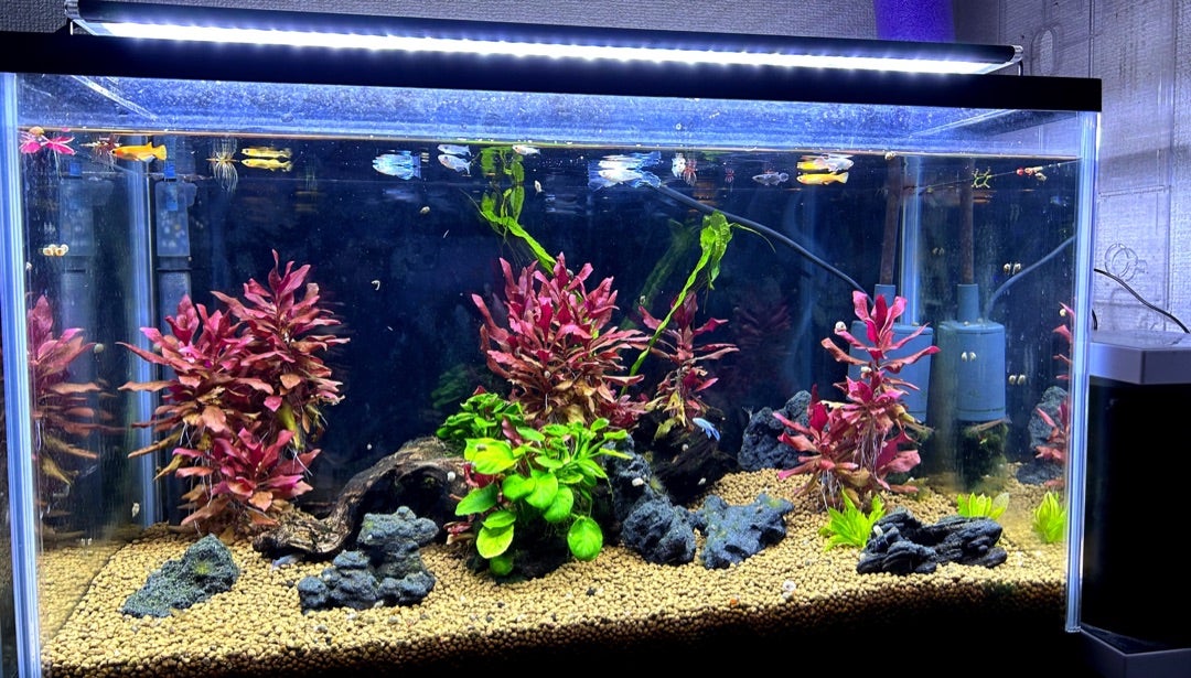 室内メダカ水槽 水換え無しで安定させる方法 | りゅうとめだか