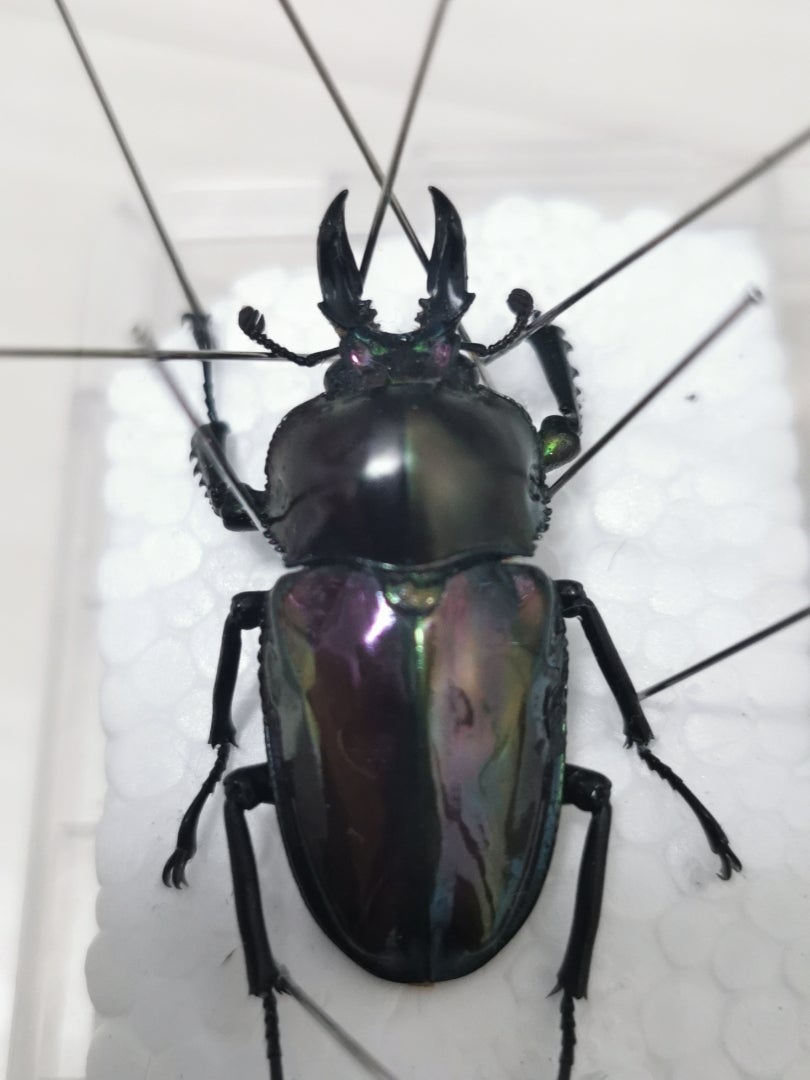 441 【 雌雄モザイク個体は、祖父似だった 】うん、似てる。ニジイロ