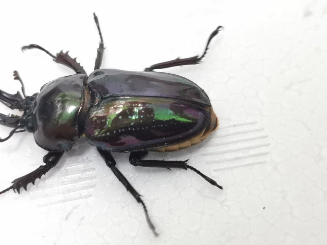 441 【 雌雄モザイク個体は、祖父似だった 】うん、似てる。ニジイロ