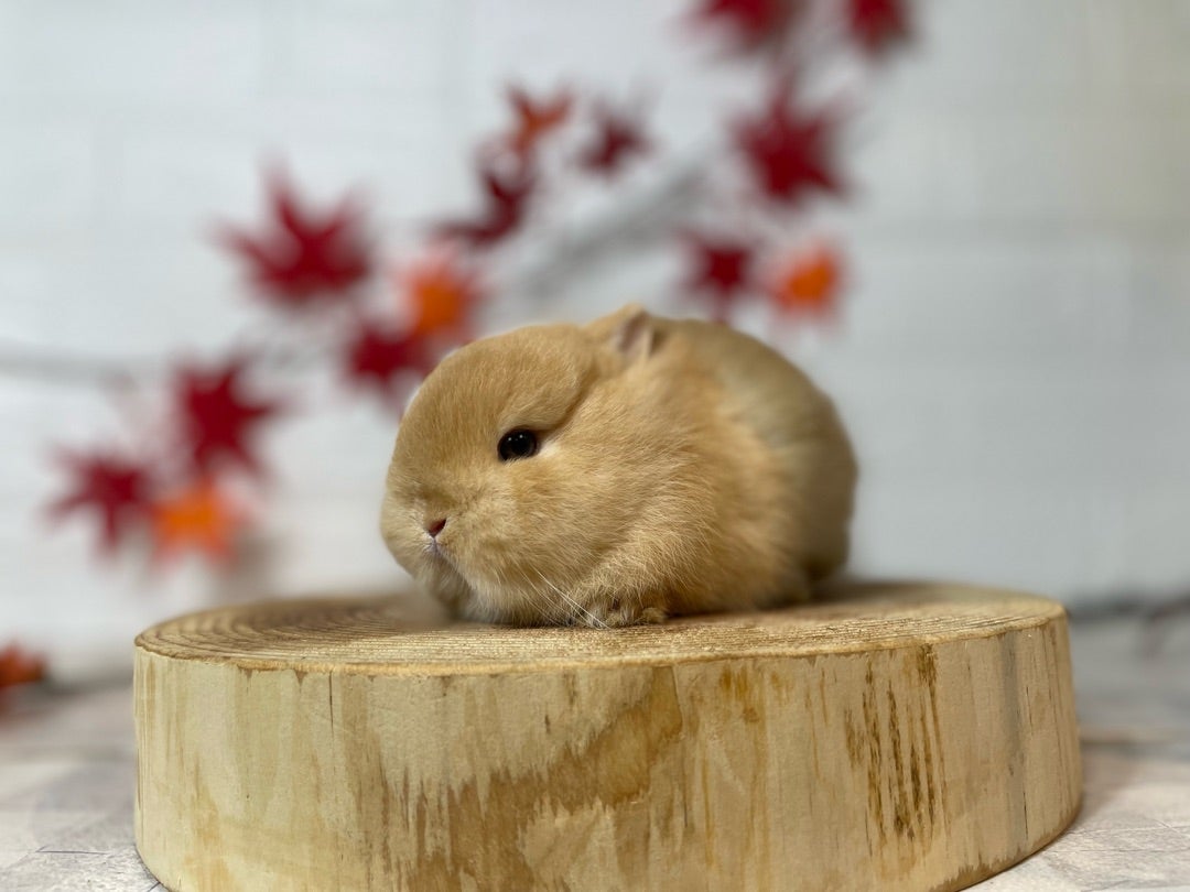12匹のうさぎが入店しました‼️＆飼い主様が決まりました！！ | 札幌の