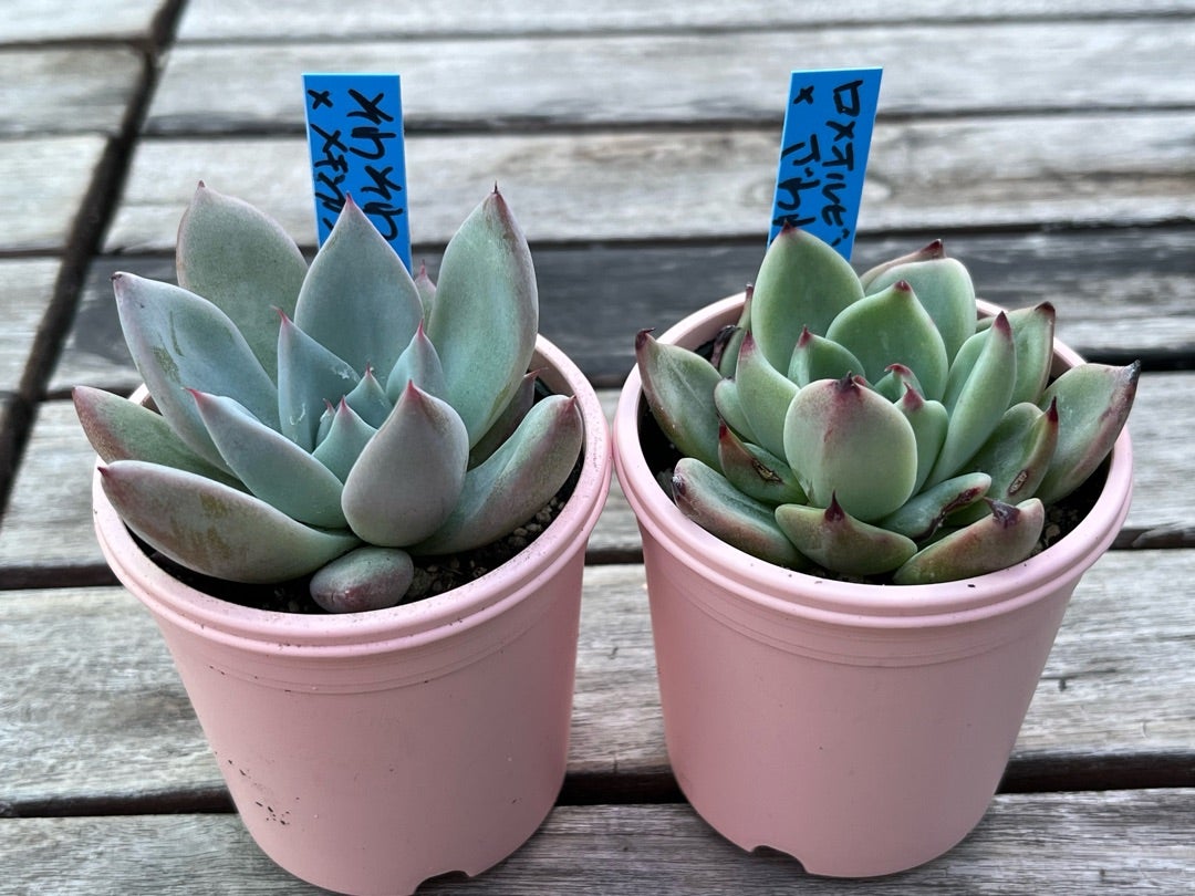 青札【そわそわ×メキシカンジャイアント】おらいさん苗 ミックスベリア