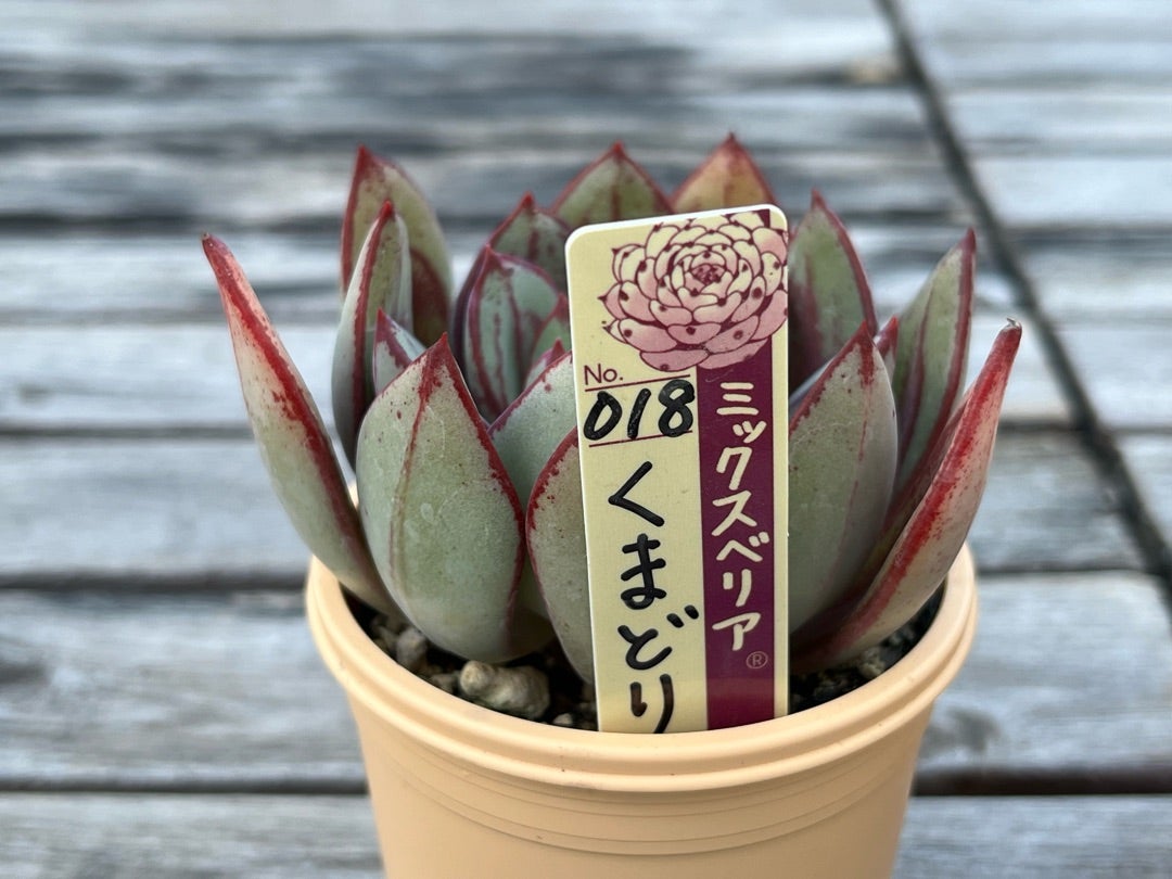 018【くまどり】おらいさん苗 ミックスベリア 成長記録 多肉植物