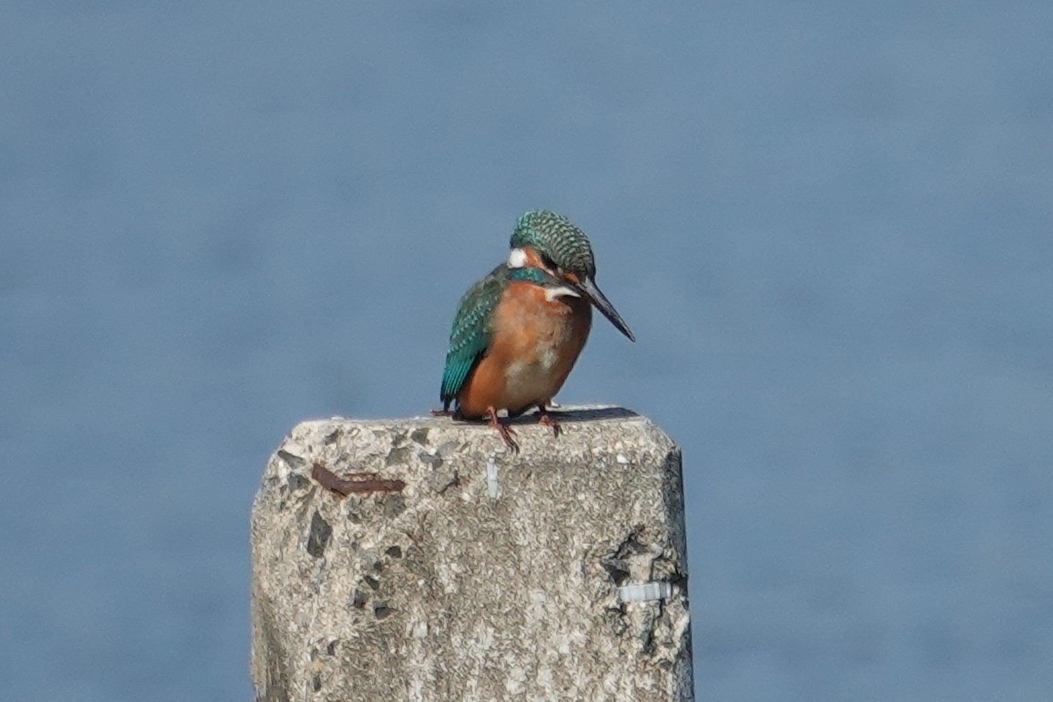 カワセミ | Anpapa@B級野鳥図鑑