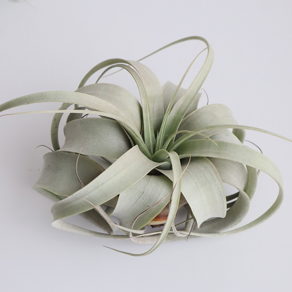 生花/鉢】エアプランツ キセログラフィカ(ミニサイズ)10-12センチ【F