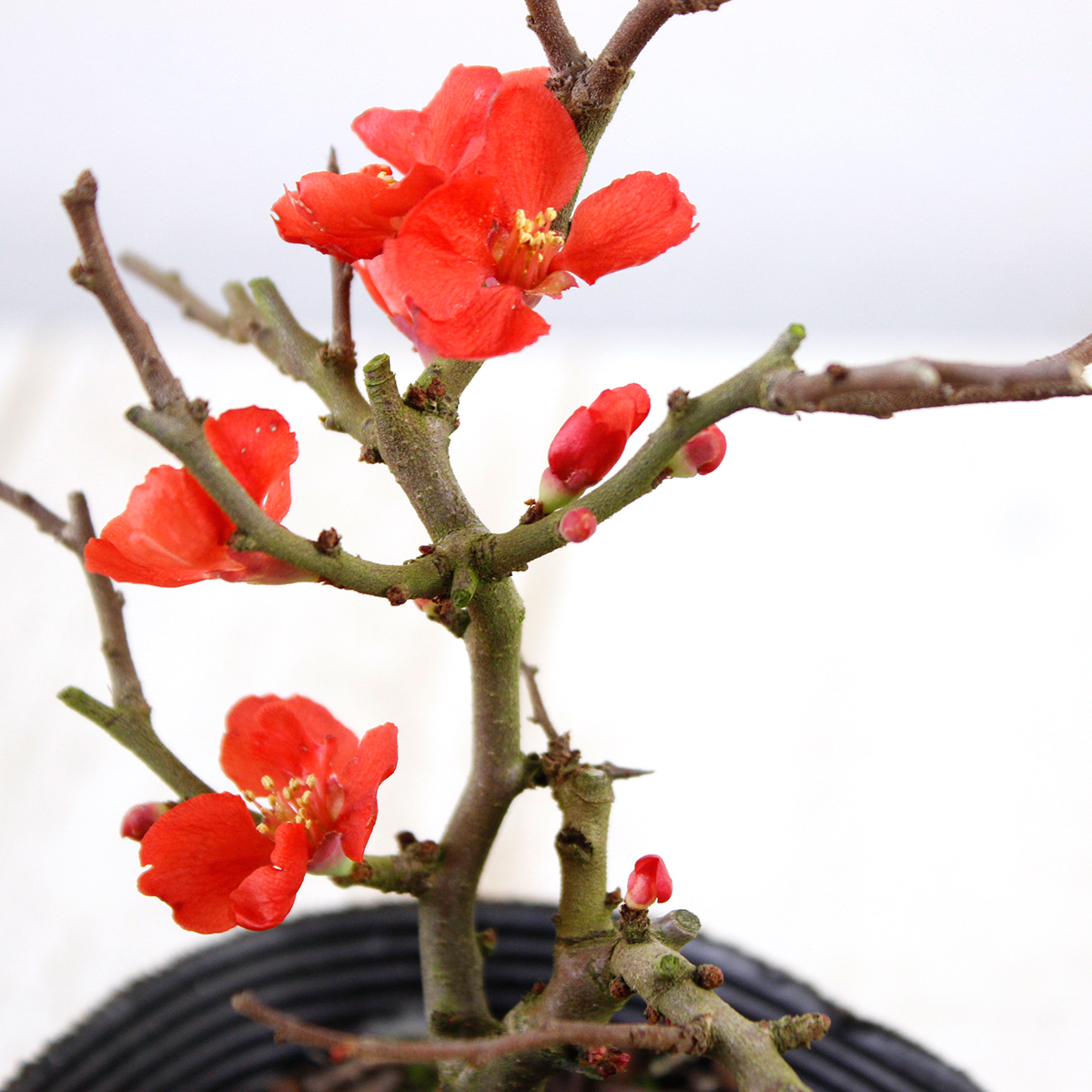 トレー割◇【生花/即納】紅長寿梅(赤)3.5寸 ※花・葉は時期によります