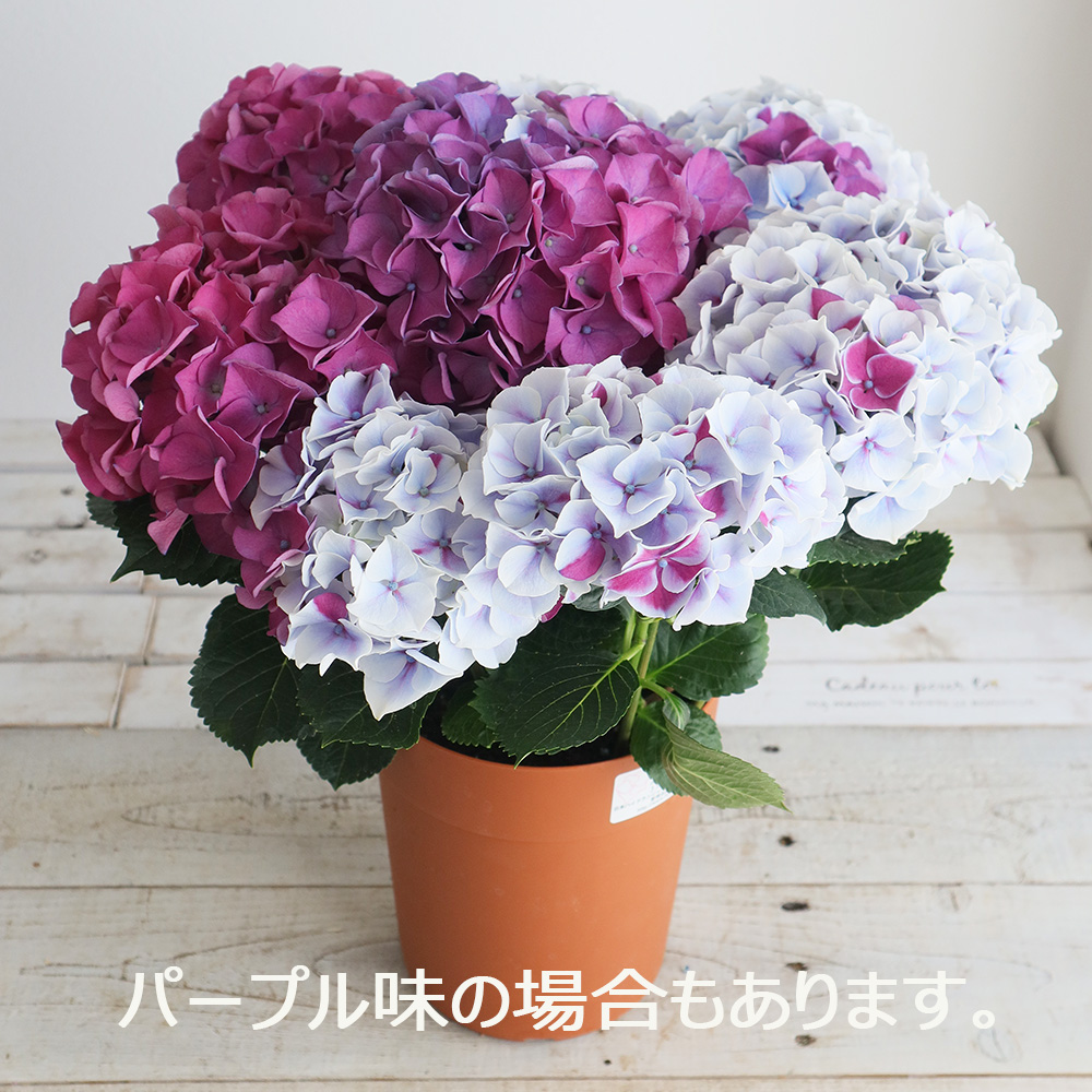 送料無料】アジサイ マーブルピンク(桃系)/ホットチボリ5号鉢サイズ