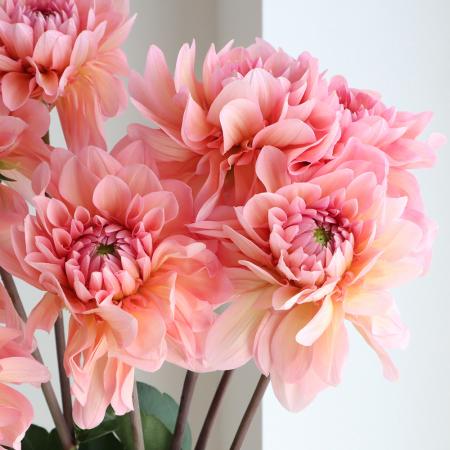 生花】ダリア ナマハゲエポック(ピンク系)【早締切-74】※商品説明お