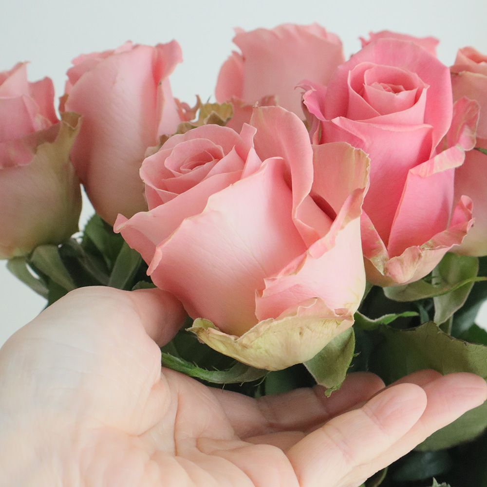 直前】大輪コロンビアローズ エルモサ(ピンク)70cm 【生花】 - 花材