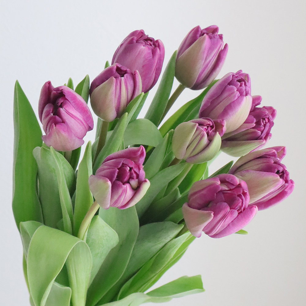 生花】チューリップ ブルーダイヤ(八重紫)【OT】 - 花材通販はなどんや