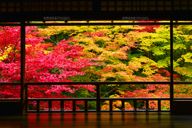 京都府 京都市 瑠璃光院 紅葉[22456006801]の写真・イラスト素材