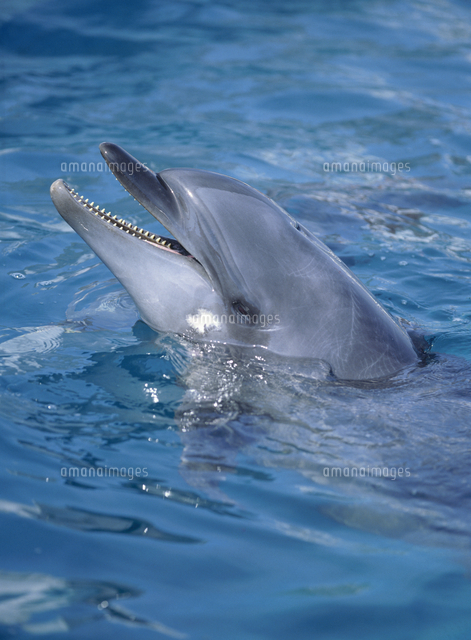 ハンドウイルカの歯[32046002092]の写真・イラスト素材｜アマナイメージズ