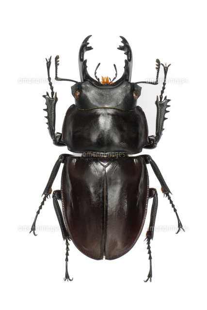 ヤエヤママルバネクワガタ オス 標本[32146003032]の写真・イラスト