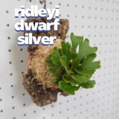 ビカクシダ リドレイ ドワーフ シルバー 小株 R-8 - メルカリ