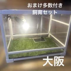 パンテオン6045 他飼育セット - メルカリ