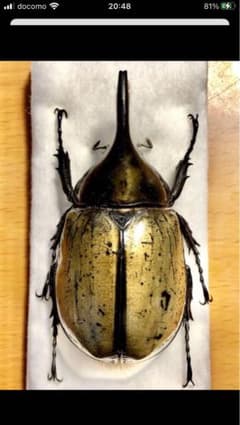 モロンシロカブト♂標本 - メルカリ