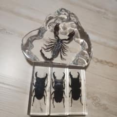 最終値下げ☆クワガタとサソリの標本☆ - メルカリ