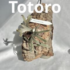 P.Yellow Moon Dwarf Totoro' （spore）【98】 - メルカリ