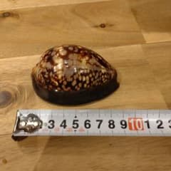 ハチジョウダカラ 大型 タカラガイ 標本 綺麗な貝殻 インテリア 置物