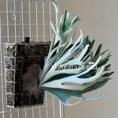 2026年最新】ビカク エルサの人気アイテム - メルカリ