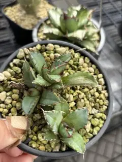 2026年最新】厳竜錦の人気アイテム - メルカリ