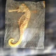 2026年最新】タツノオトシゴ標本の人気アイテム - メルカリ