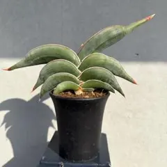 2026年最新】サンスベリア ロリダの人気アイテム - メルカリ