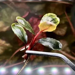 2026年最新】ブセファンドラの人気アイテム - メルカリ