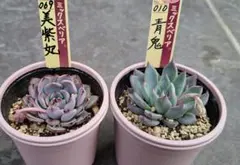 2026年最新】青鬼 多肉の人気アイテム - メルカリ