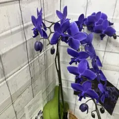 2026年最新】胡蝶蘭 ブルージーンの人気アイテム - メルカリ